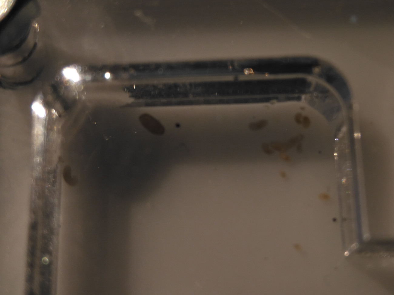 larvas lassius niger2