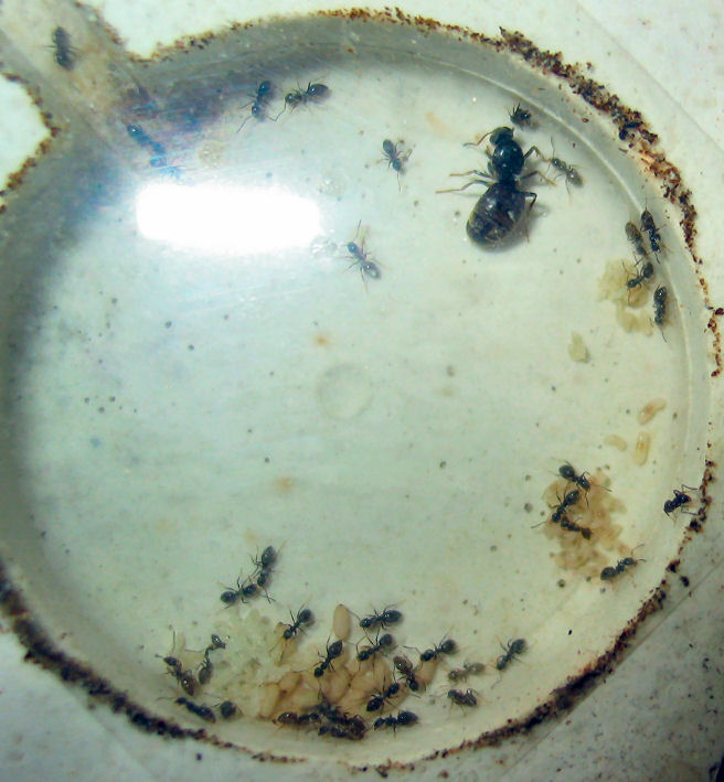 Colonia Lasius Niger