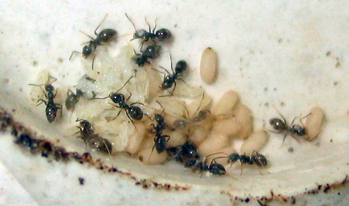 Colonia Lasius niger