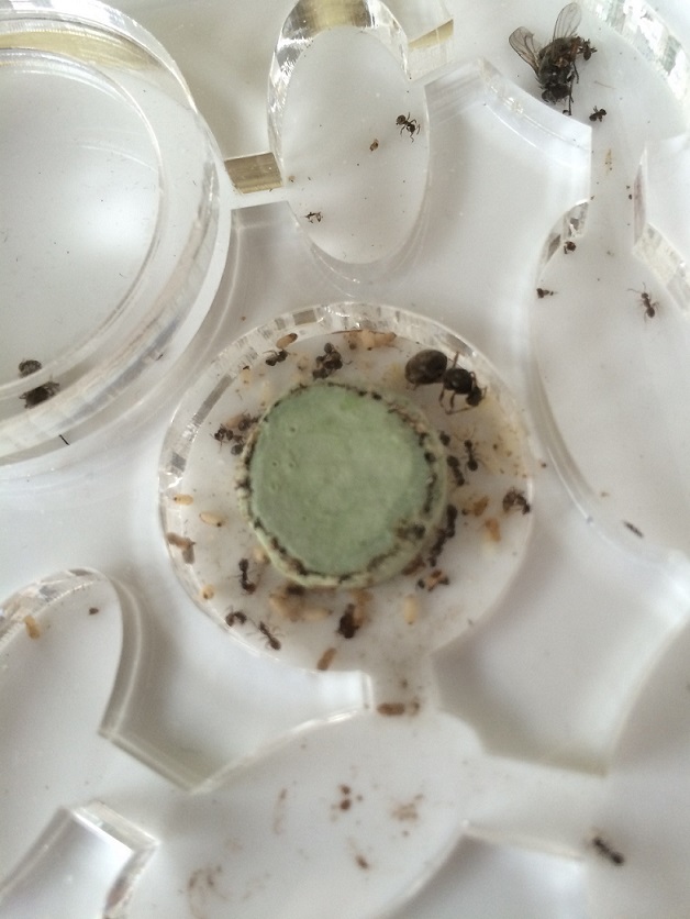 Lasius Niger muertas con seta