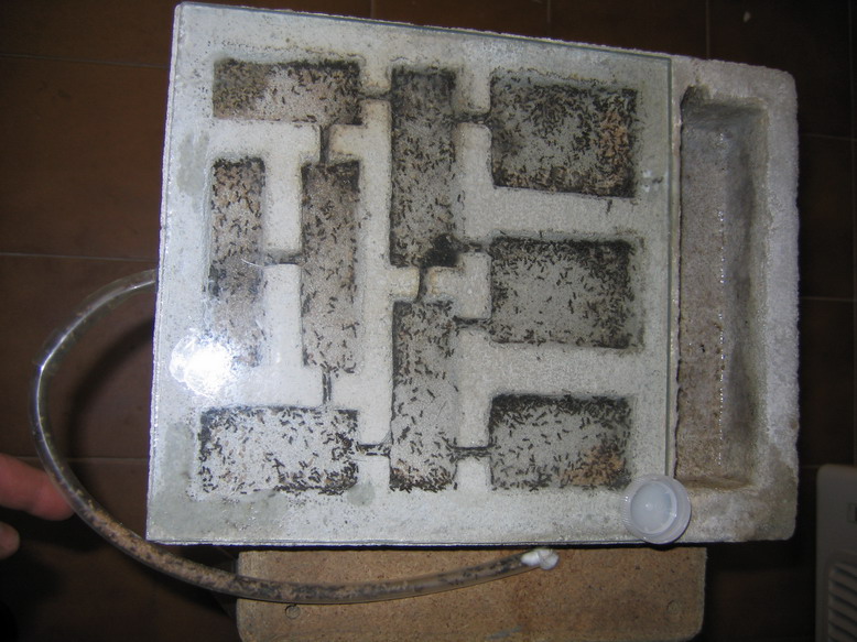 Lasius niger09