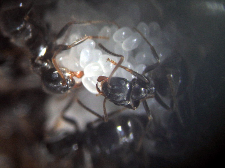 Lasius niger06