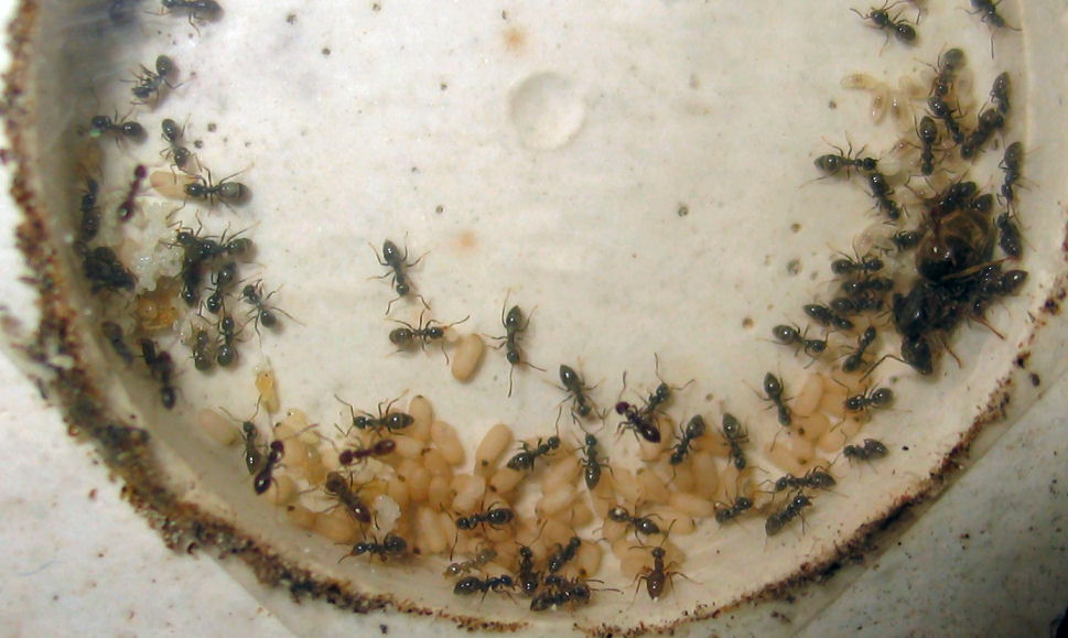 Colonia Lasius niger