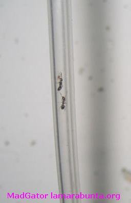 lasius niger cautivas