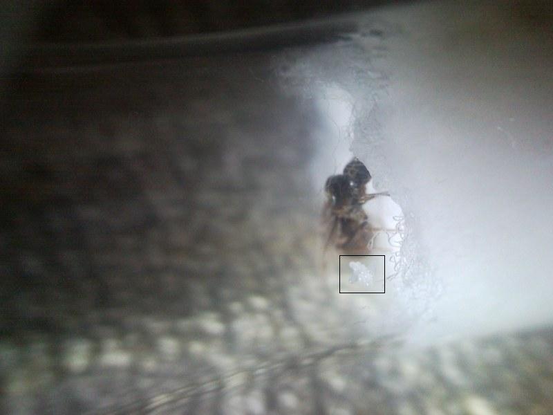 Lasius alada