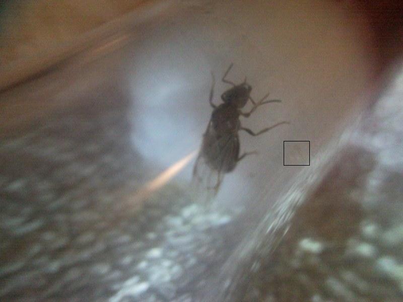 Lasius alada