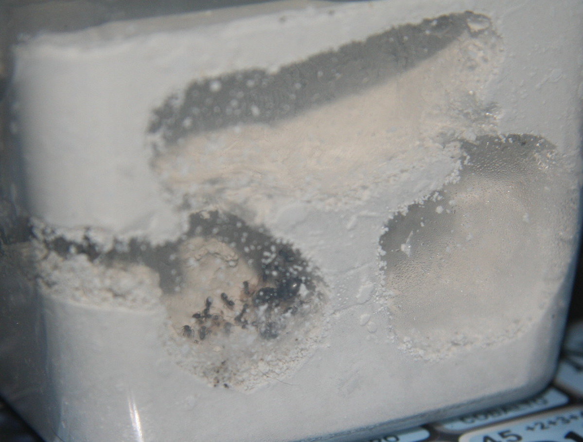 Lasius Niger