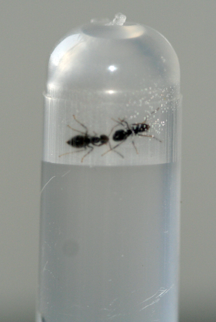 Lasius buceadoras