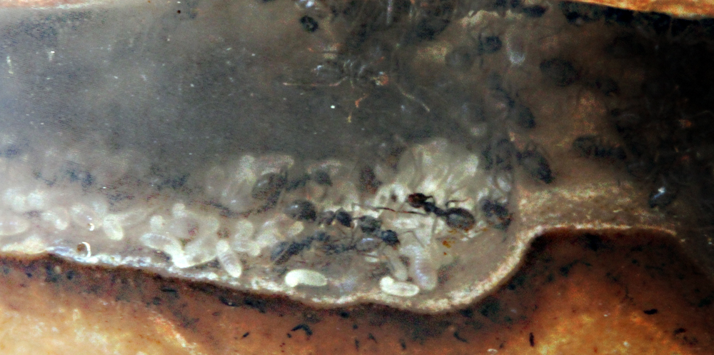 Lasius Niger - Generaci�n 2011