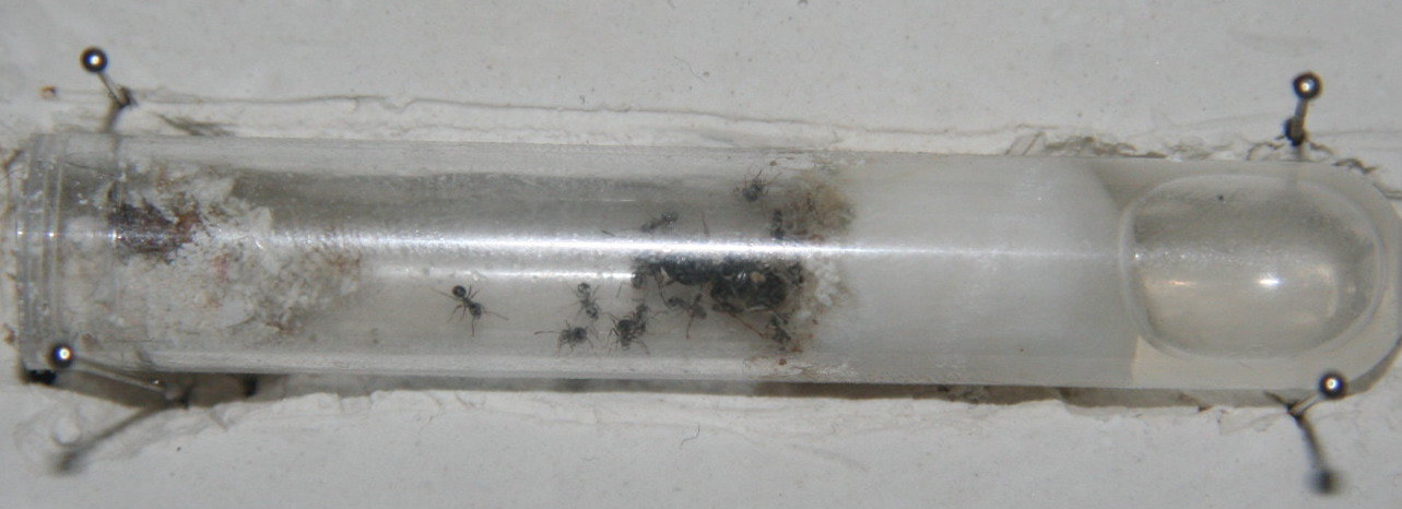 Lasius Niger