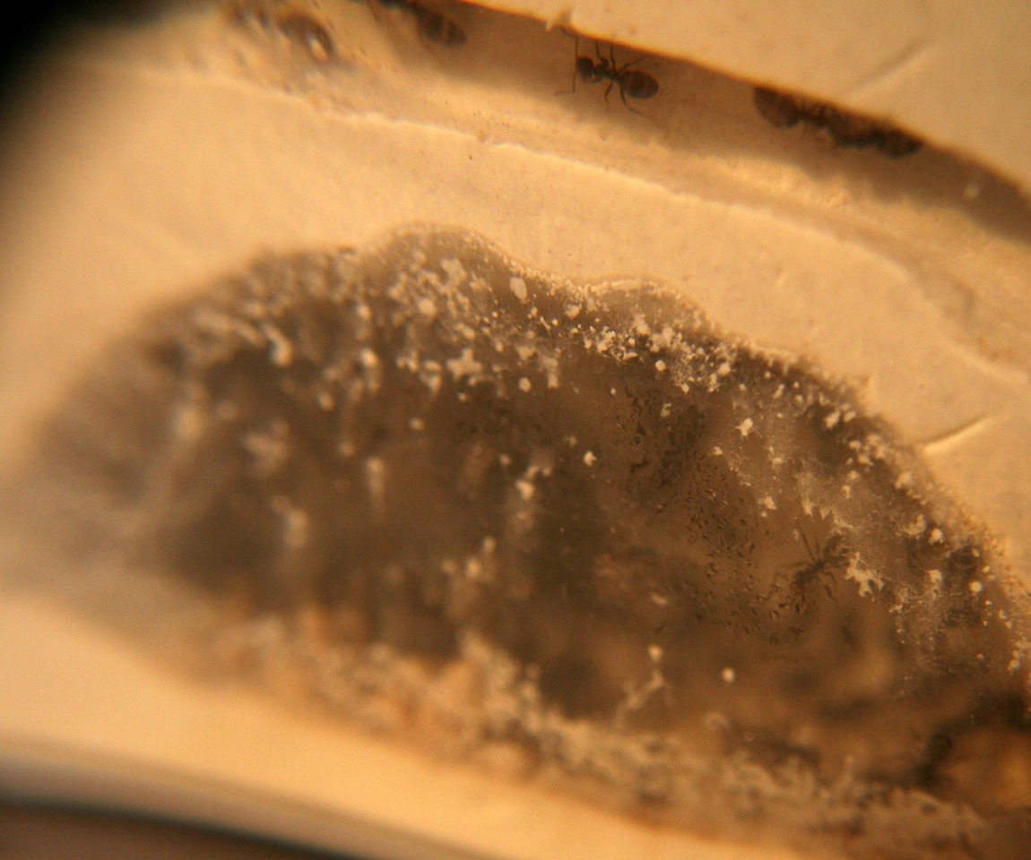 Lasius gorditas