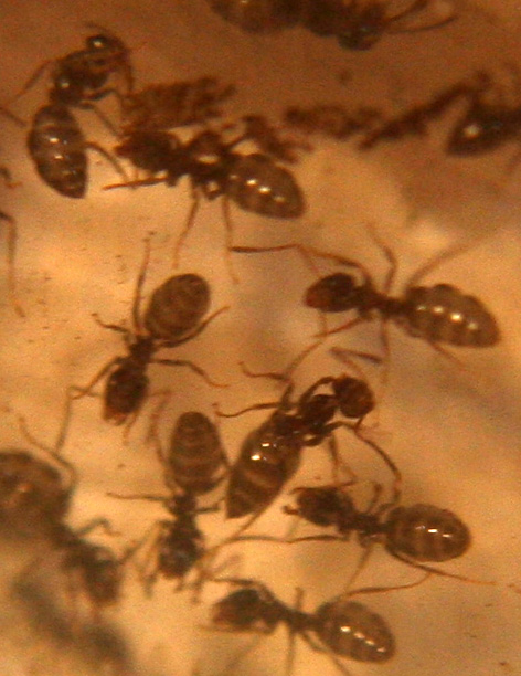 Lasius gorditas