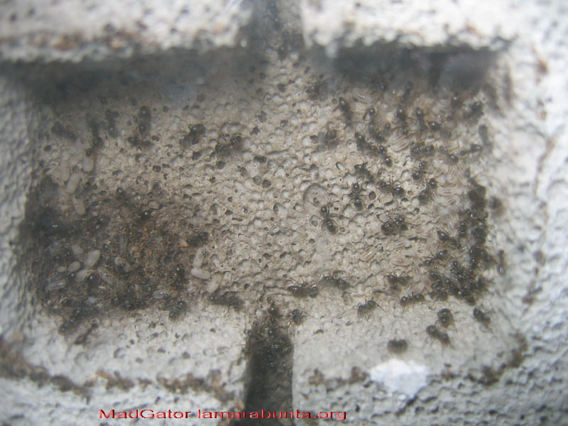 Lasius nh02