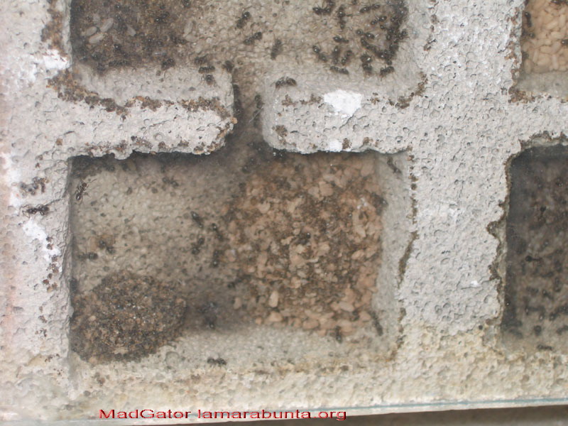 Lasius nh06