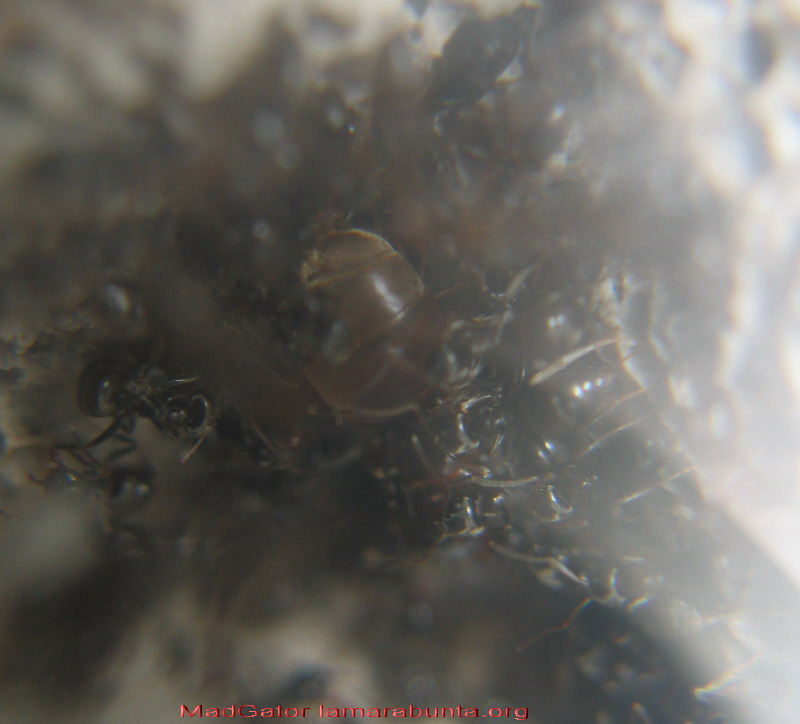 Lasius nh13