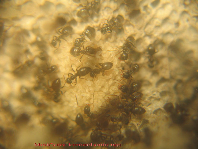 Lasius nh16