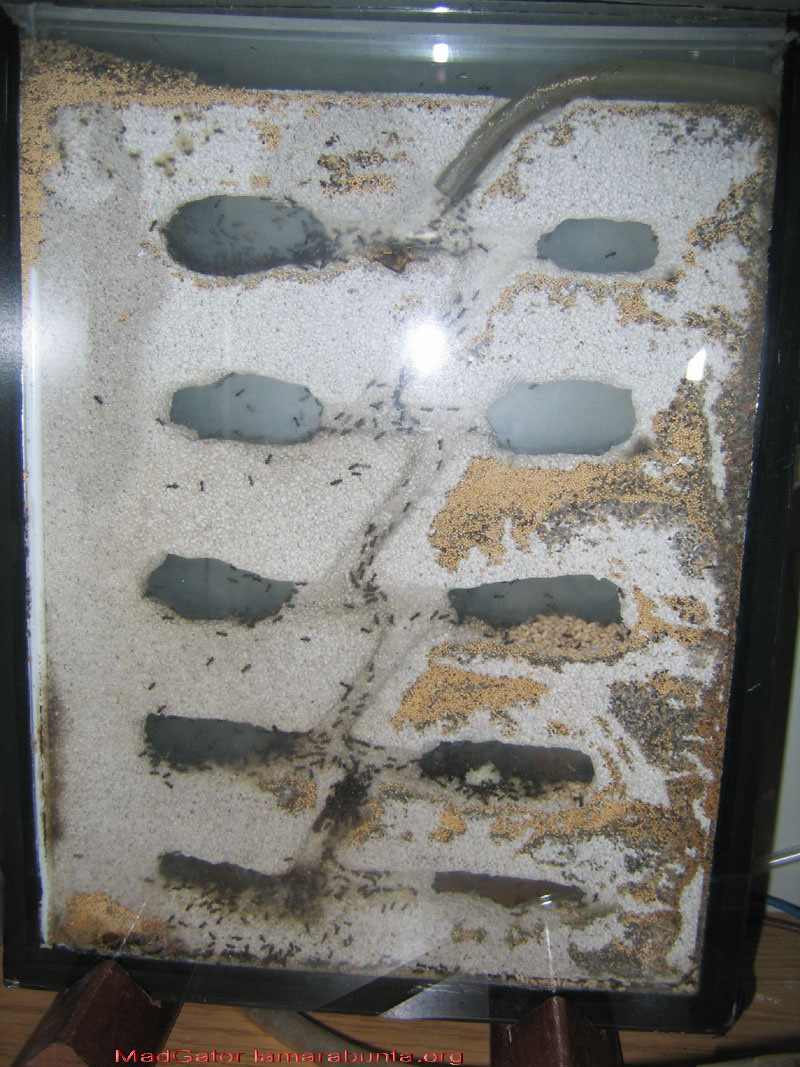 Lasius niger-05