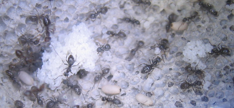 Lasius niger03