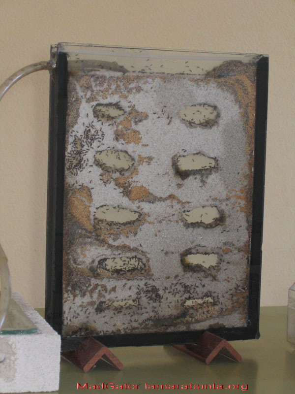 Lasius nv02