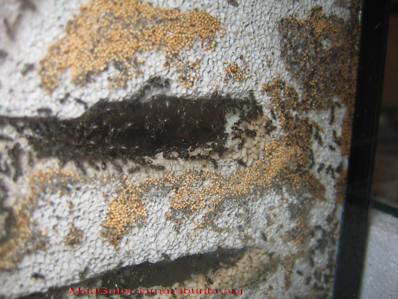 Lasius nv04