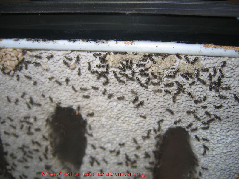 Lasius nv05