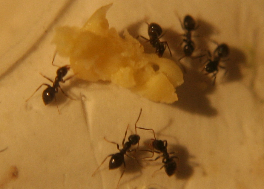 Lasius y huevo
