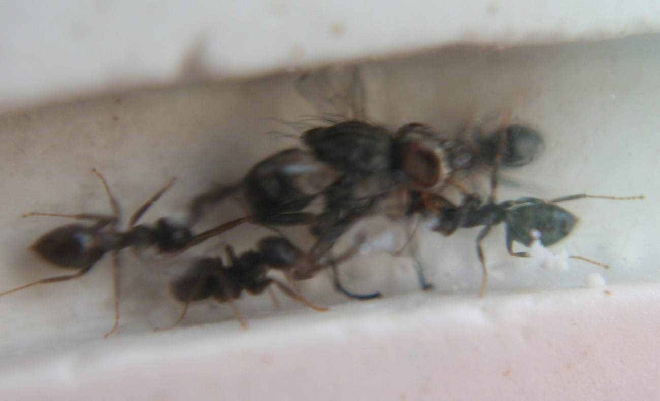 Lasius niger y mosca