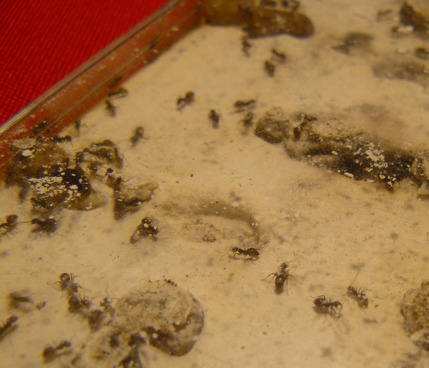 GINEBRA - detalle hormigas
