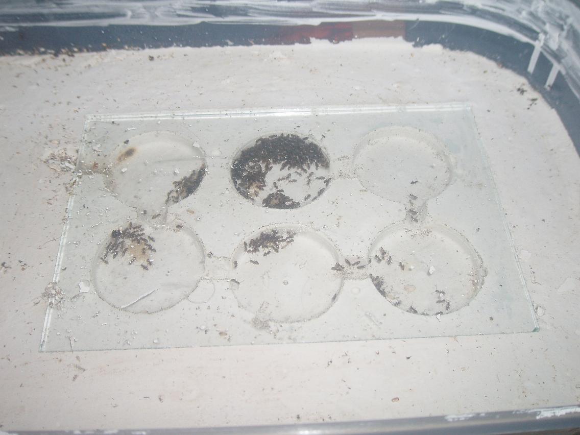lasius 1