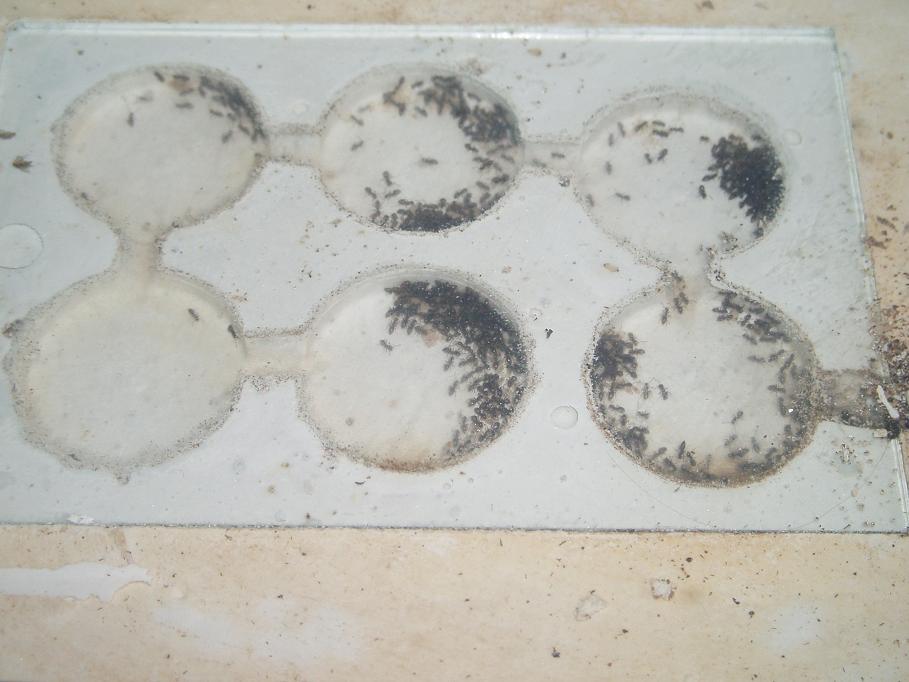 mis lasius 4-10