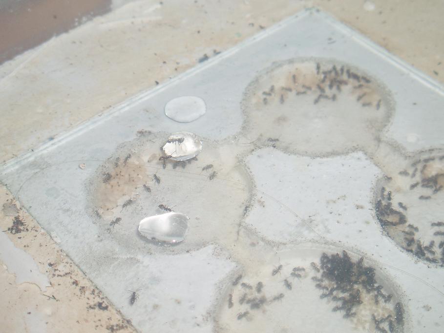 mis lasius 18-10.2
