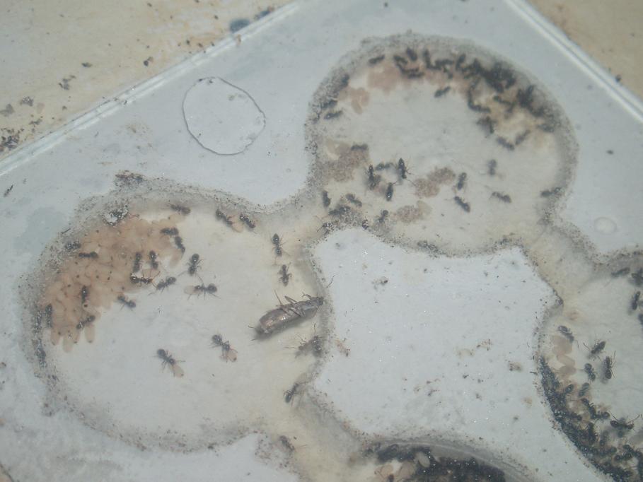 mis lasius 23-10
