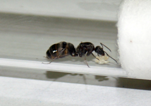 Reina Lasius