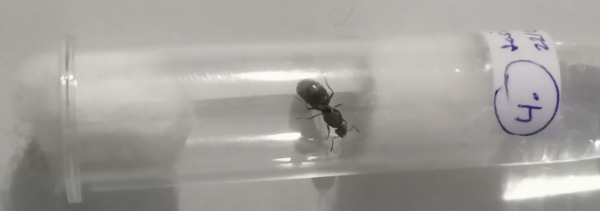 Reina Lasius