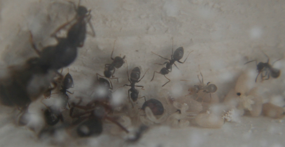 Lasius niger comlonia RINGO