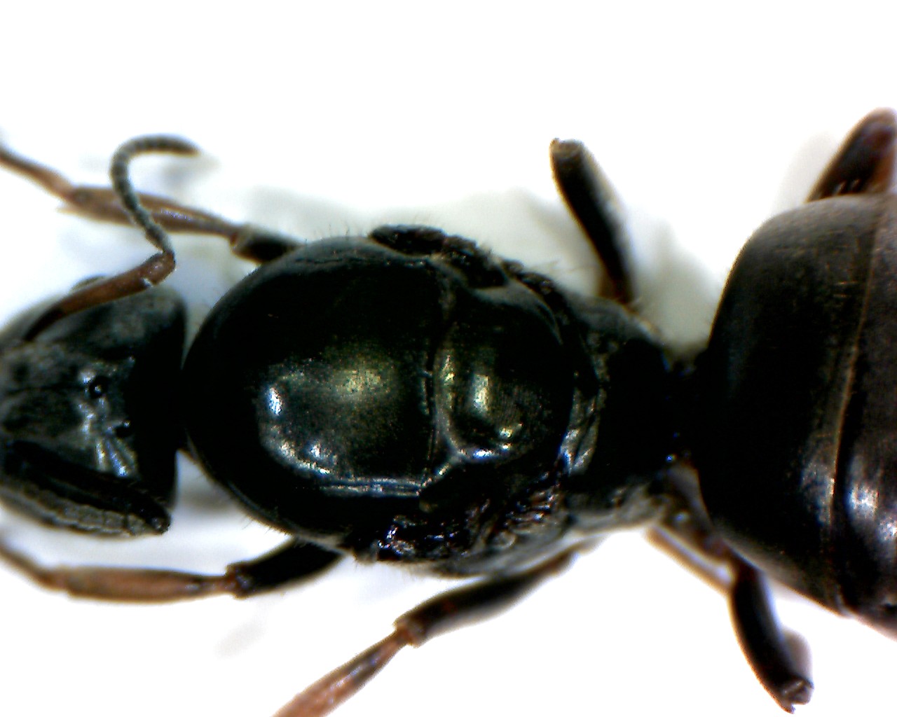 TORAX LASIUS