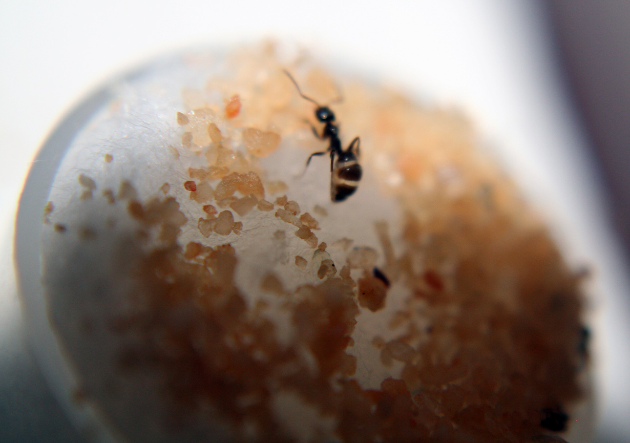 Vigilante Lasius