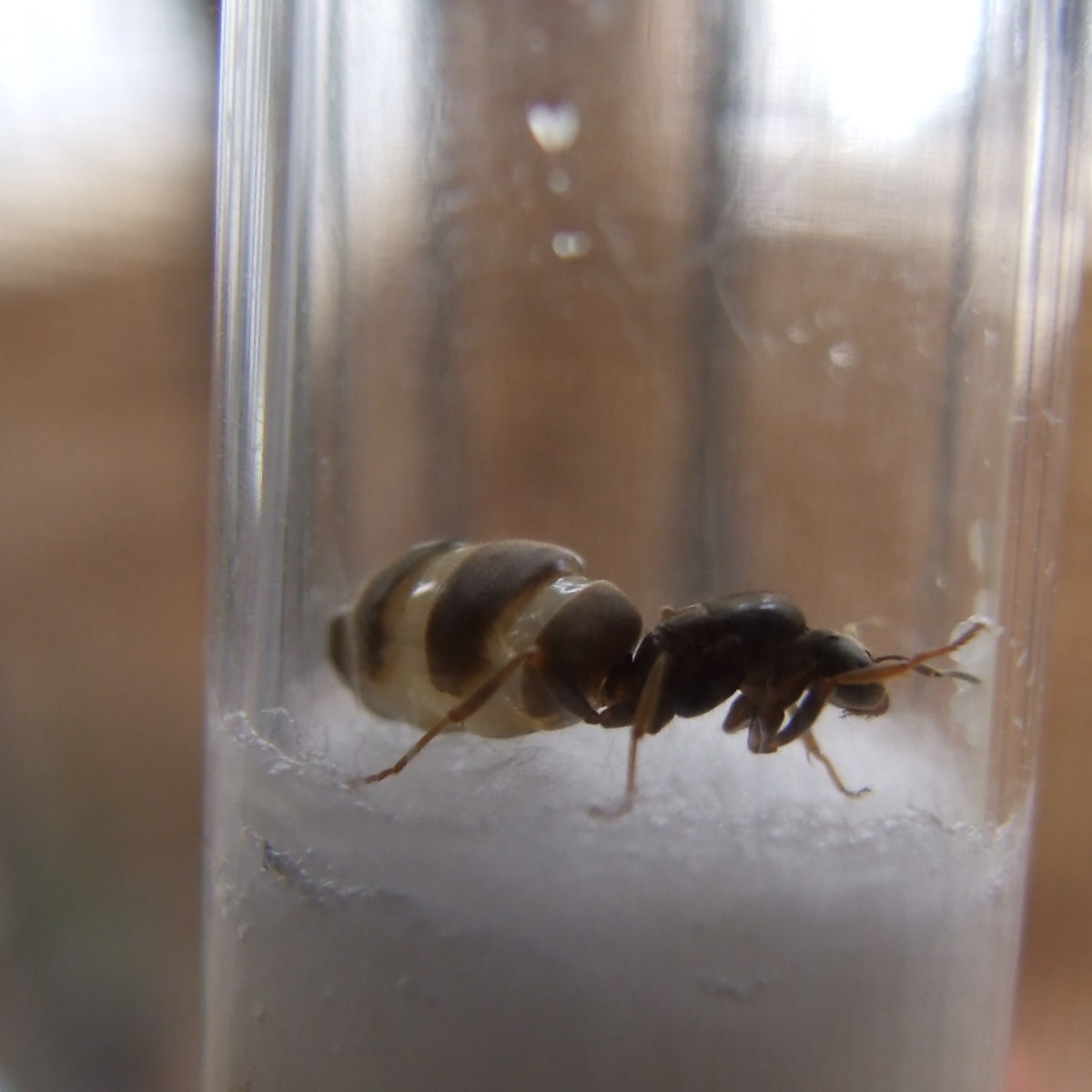 reina lasius "gordita"