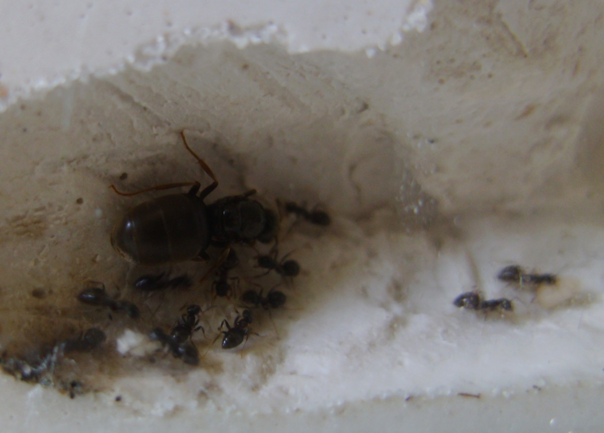 Lasius Niger