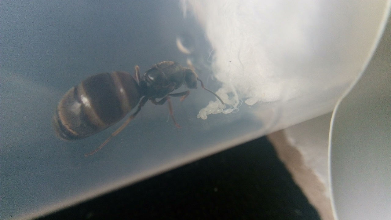 reina lasius con panza llena