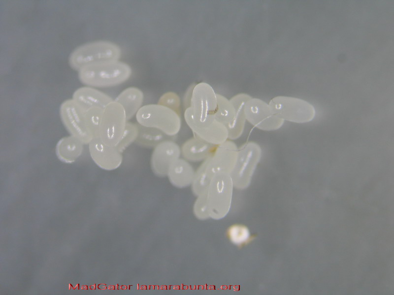 huevos L. niger