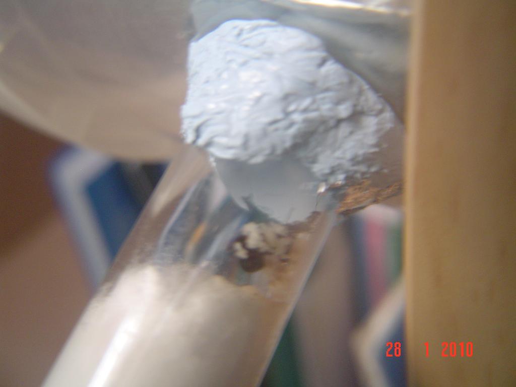 lasius