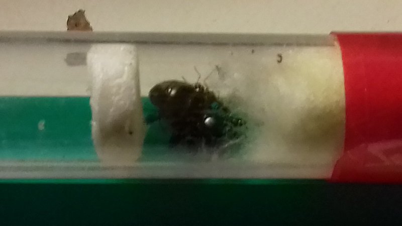 colonia lasius