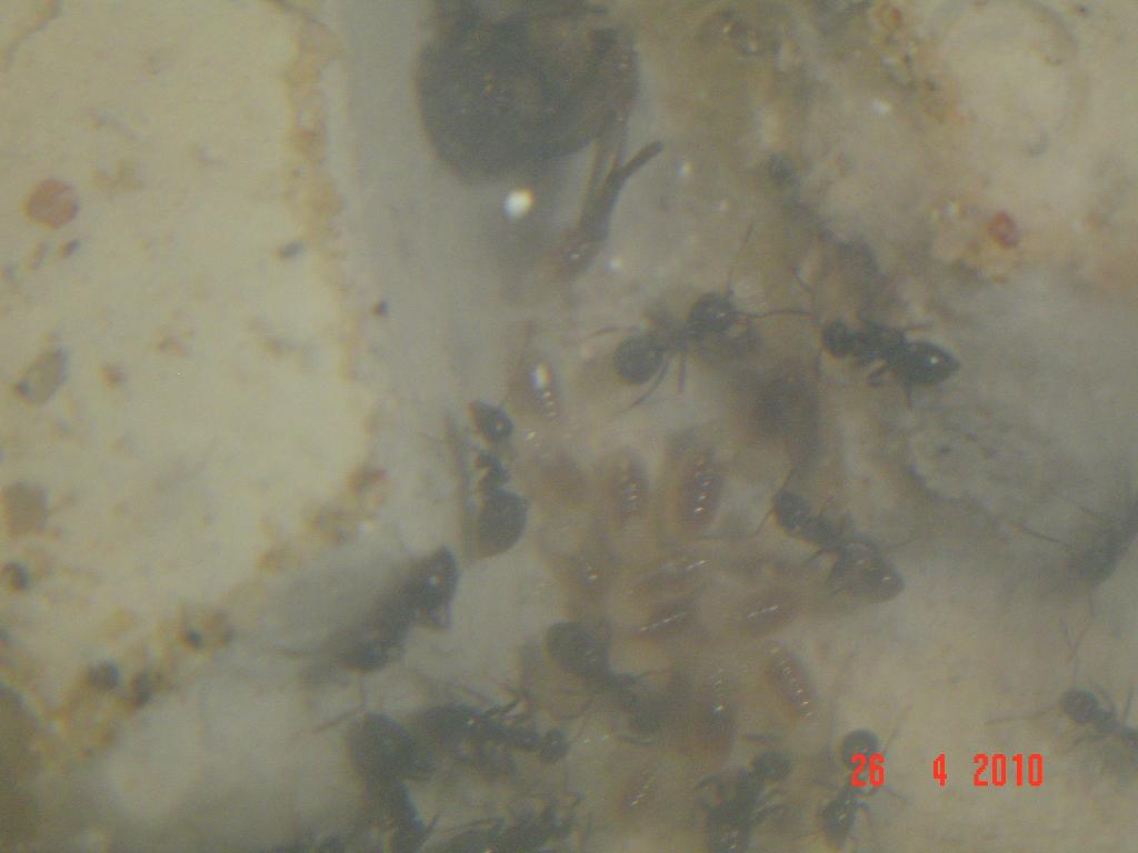 colonia lasius, larvas