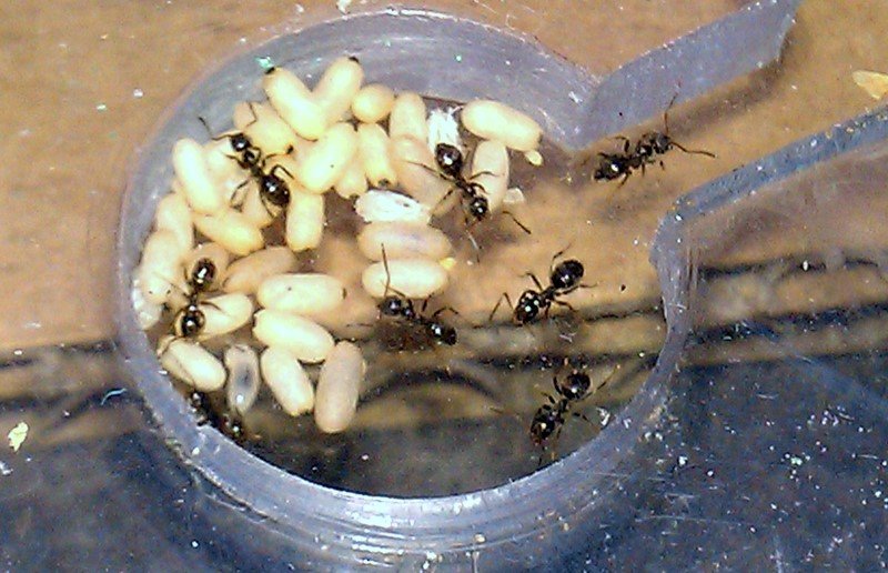 lasius