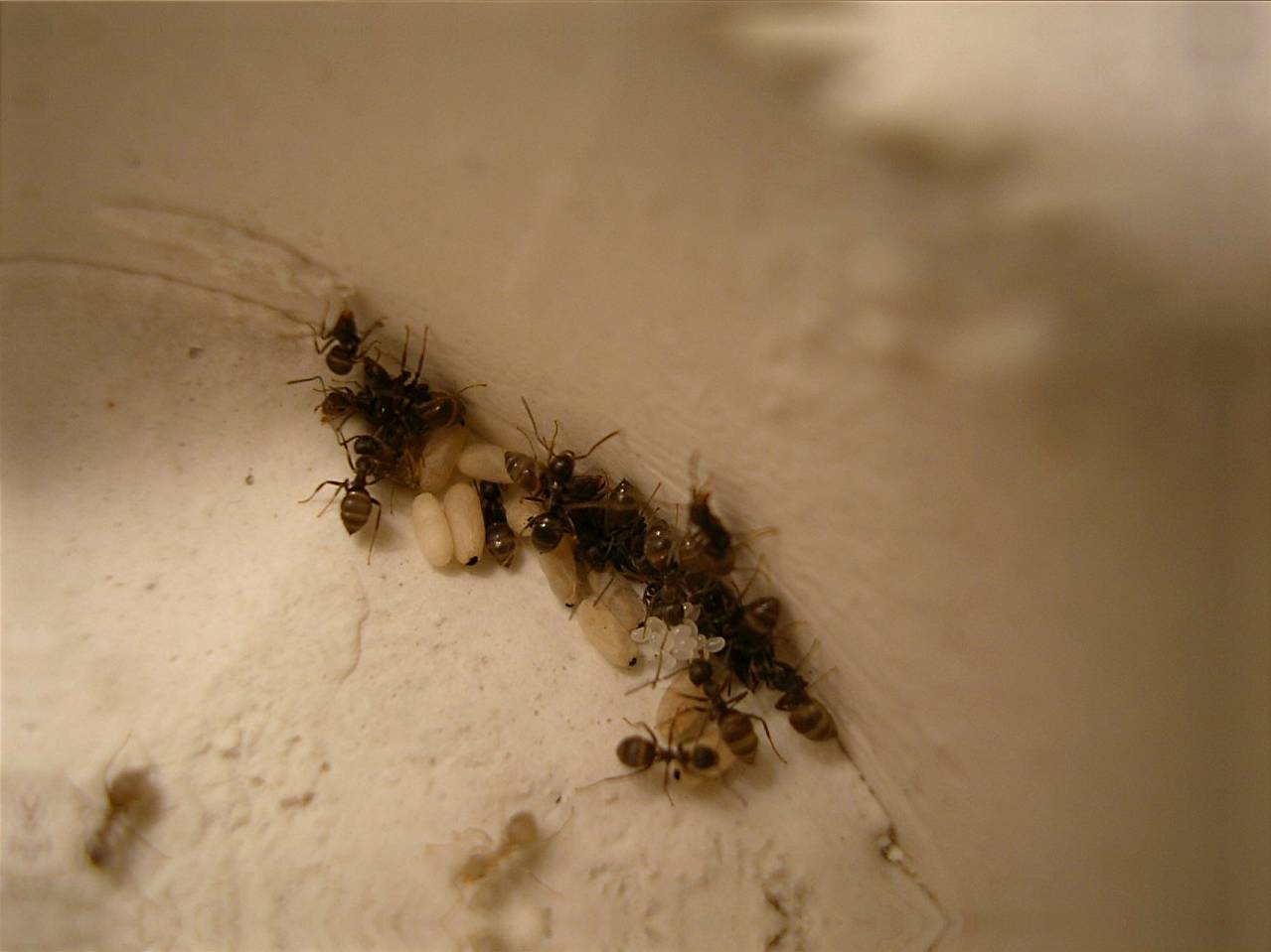 lasius