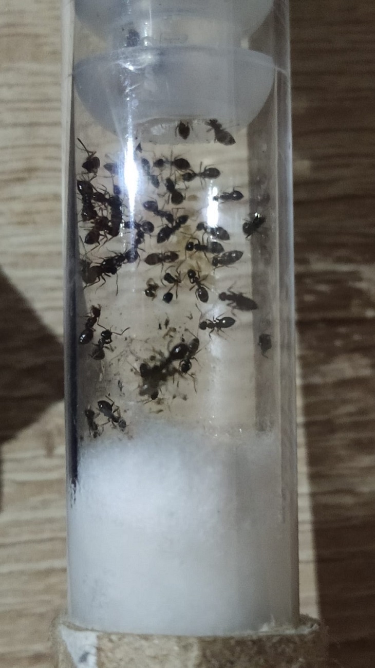 Colonia lasius huerfana con prole