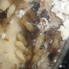 Termitas en cajita Petri