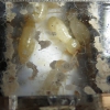 Termitas en termitero acrílico