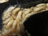 Termitas
